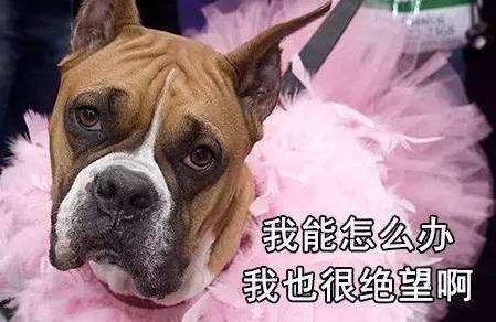 我能怎么办啊我也很绝望啊是什么梗?什么意思?出处及相关示例