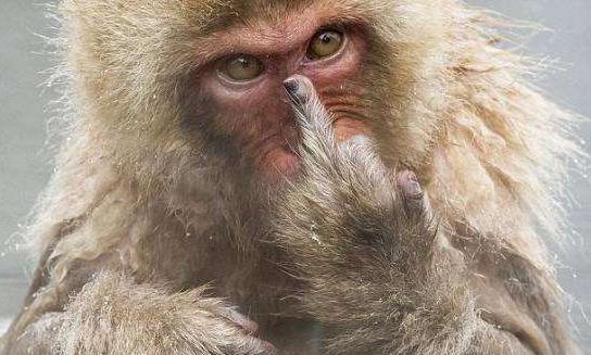 竖中指是什么意思?冲别人竖中指手势是什么意思
