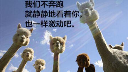 草泥马是什么意思?羊驼为什么叫草泥马?羊驼为什么叫神兽