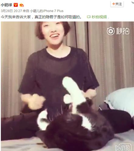 吸猫是什么意思什么梗?猫咪有毒啊?一日吸猫,终身养猫想猫成猫奴
