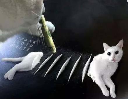 吸猫是什么意思什么梗?猫咪有毒啊?一日吸猫,终身养猫想猫成猫奴