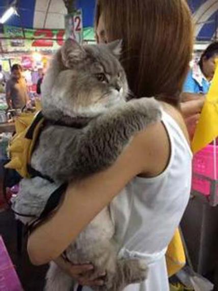 吸猫是什么意思什么梗?猫咪有毒啊?一日吸猫,终身养猫想猫成猫奴