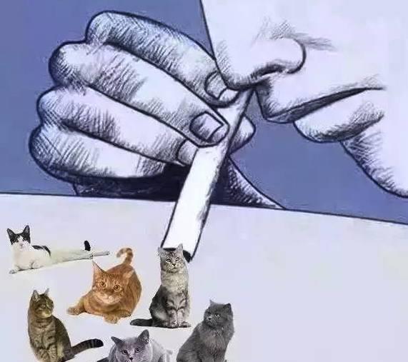 吸猫是什么意思什么梗?猫咪有毒啊?一日吸猫,终身养猫想猫成猫奴