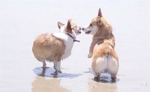 awsl是什么意思什么梗 AWSL是啊我死了的含义