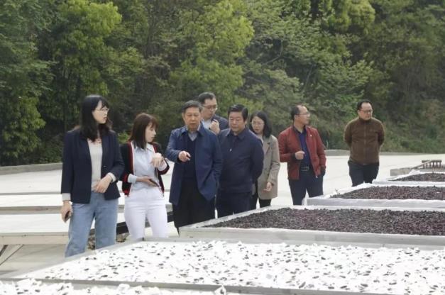 全国人大常委会委员谢广祥一行领导,深入调研冰雪容黄精产业园