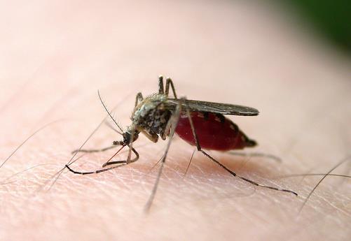 什么血型最招蚊子？蚊子喜欢叮咬什么血型的人