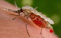 被蚊子叮咬后喷花露水好吗？蚊子叮咬后怎么止痒