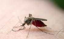 ​什么血型最招蚊子？蚊子喜欢叮咬什么血型的人