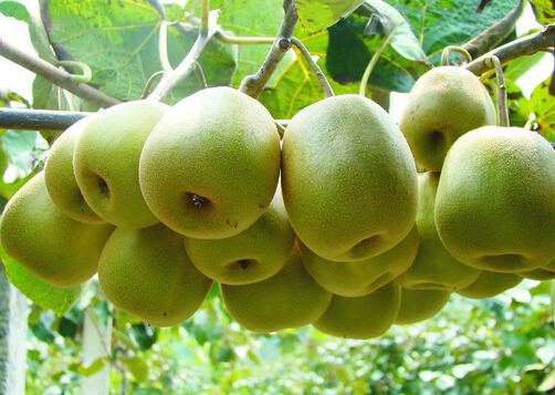 女性吃什么能预防乳腺癌？