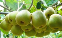 女性吃什么能预防乳腺癌？