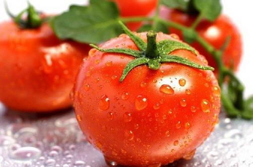 食用番茄有什么禁忌？吃番茄的注意事项