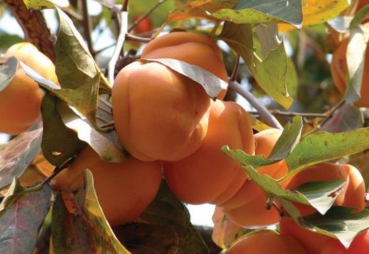 哪些人不能吃柿子?为什么柿子皮不能吃