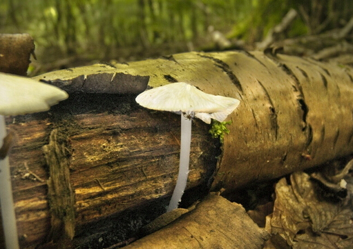 夏季女性多吃蘑菇可促进皮肤新陈代谢