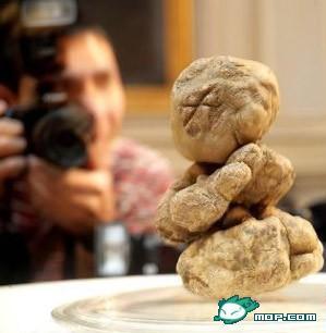 超级富豪才吃得起的食物：巨大的意大利松露-＄21,6000