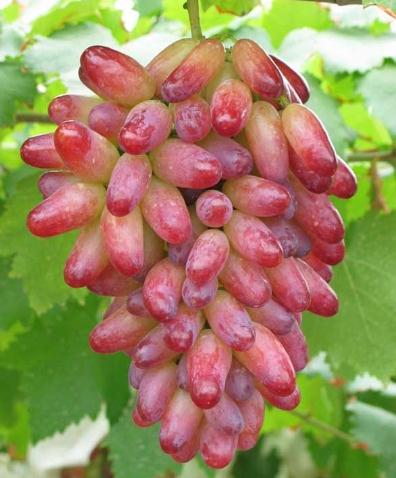 提子吃多了好不好?吃提子会上火吗