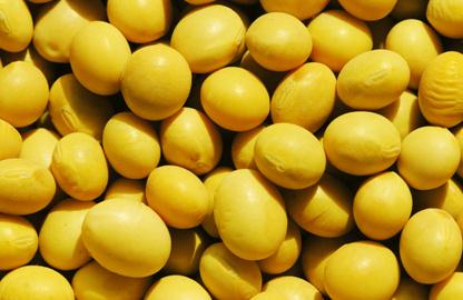 男性食疗养生:常吃12种食物让男人永远精力旺盛——黄豆