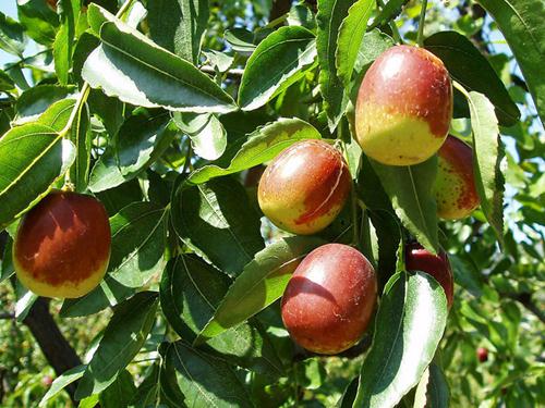 春天吃枣好不好?大枣怎么吃更好