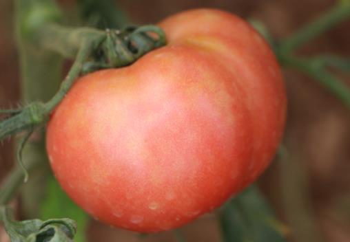 未成熟的西红柿能吃吗？吃生西红柿好吗