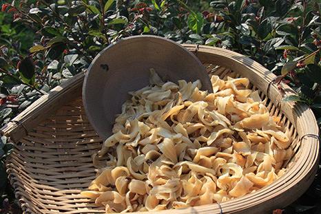 如何挑选百合?吃百合的食用禁忌