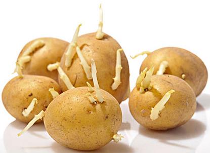 土豆长芽能吃吗？吃土豆的食用禁忌