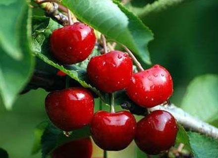 吃樱桃上火吗?吃樱桃的注意事项