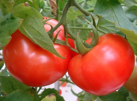 如何挑选西红柿？吃西红柿的注意事项