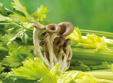 如何挑选芹菜?吃芹菜的食用禁忌