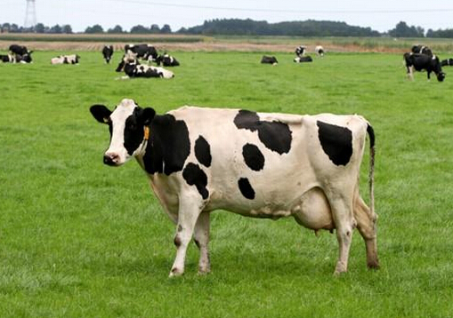 牛初乳的作用-牛初乳的副作用