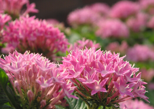 红景天的功效与作用-红景天的副作用