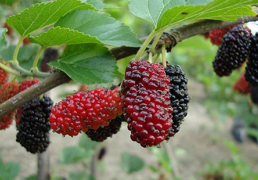 食用桑葚的注意事项-桑葚的功效与作用