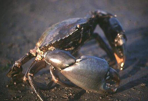锯缘青蟹的营养价值-食用锯缘青蟹的注意事项