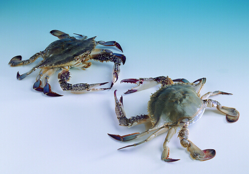 海蟹的营养价值-食用海蟹的注意事项