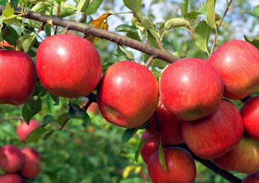 营养饮食大揭秘：吃苹果居然会伤牙！