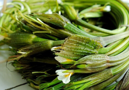 常吃海菜碘会过量吗海菜的功效