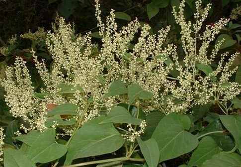 吃何首乌会引起肝损伤吗?何首乌的功效