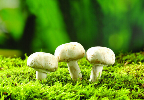 蘑菇富含重金属有害健康是真的吗？
