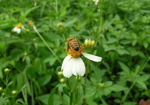 吃蜂王乳要小心,恐致乳房纤维囊肿