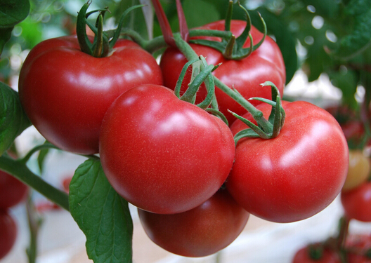 番茄生吃坏处多吗？正确吃番茄的方法
