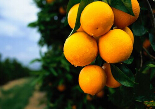 发苦的橘子不可以吃-橘子饮食禁忌