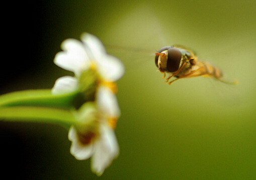 肝硬化患者不能喝蜂蜜-哪些人不能吃蜂蜜？
