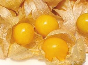 东北姑娘儿果是什么水果?姑鸟儿的营养价值