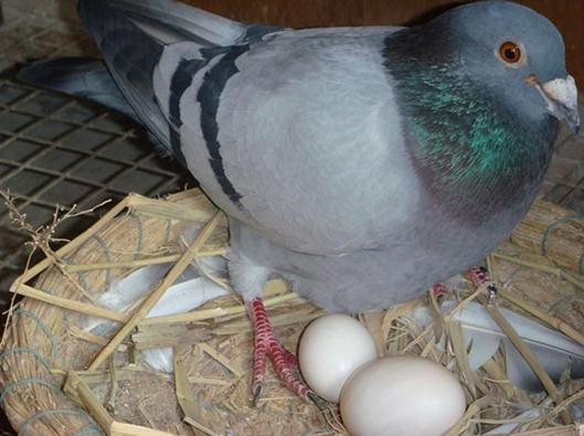 鸽子蛋的营养价值-吃鸽子蛋的好处