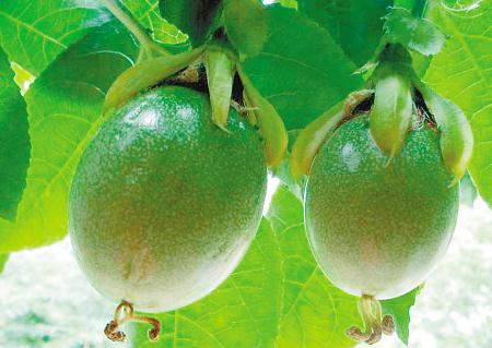 鸡蛋果有什么功效?热带水果鸡蛋果的营养价值