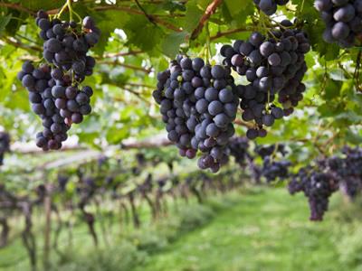葡萄怎么吃更健康？吃葡萄的注意事项
