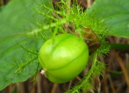 龙珠果怎么吃?吃龙珠果的注意事项