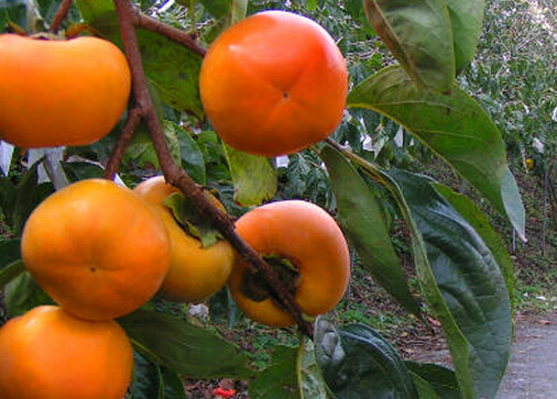 涩柿能有效对抗诺如病毒-涩柿的作用