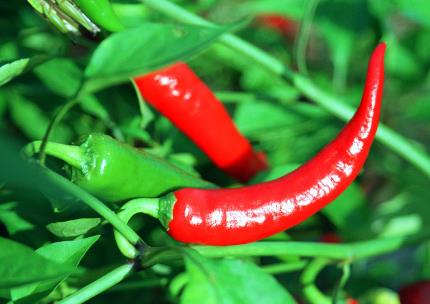 吃辣椒的好处和坏处：7种人最好不要吃辣椒