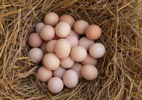 散装鸡蛋保质期多长时间？长时间存放鸡蛋营养损失
