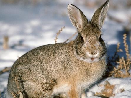 冬天最好少吃兔肉？冬天为什么要少吃兔子肉