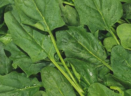 菠菜不能和什么一起吃?菠菜和豆腐能一起吃吗